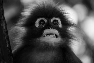 Langurs à lunettes : adorables singes asiatiques