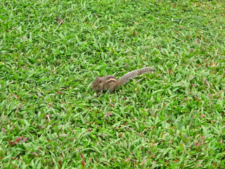 The squirrel on the beach of Sri Lanka, West Coast, Indian Ocean