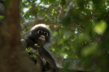Langurs à lunettes : adorables singes asiatiques