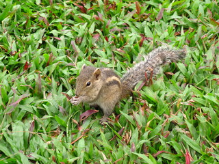 The squirrel on the beach of Sri Lanka, West Coast, Indian Ocean