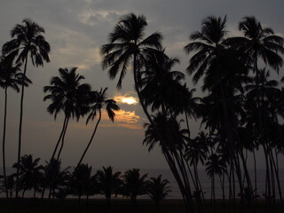 Fototapeta na wymiar Sunset. Palm trees on the beach of Sri Lanka, West Coast, Indian Ocean