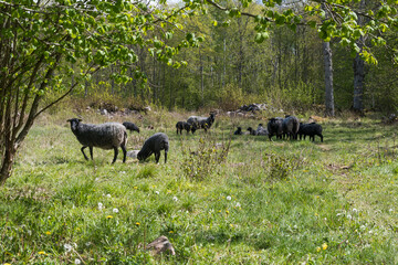 Herd with sheep in a green meadow