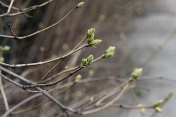 The first spring gentle leaves, buds and branches macro background