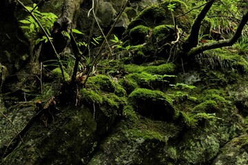 全体に苔に覆われた山の斜面
