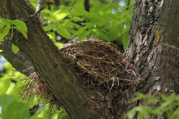 An empty Starling's nest on the thick branches of a tree against the background of green foliage on a spring day