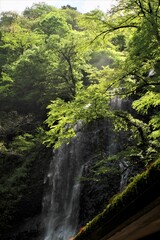 山の中の新緑に包まれた滝
