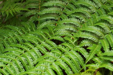 Fern texture