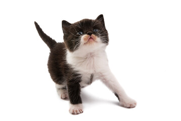 black and white kitten isolated