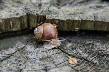 little snail on a wooden background. A snail creeps on an old stump.