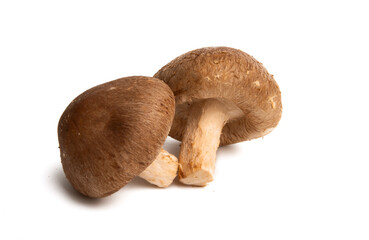 shiitake mushrooms isolated
