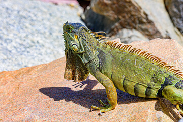 Iguana reptilian, exotic wild dragon.