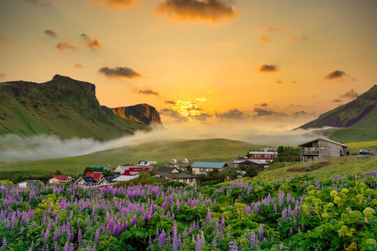 Rural village of vik city, Iceland In summer, purple lupine is in full bloom, the background is mountains and hills, when the sun sets, the sky is beautiful in orange.