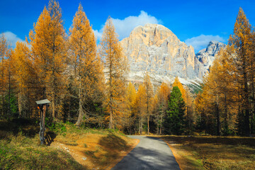 Beautiful colorful autumn forest with redwoods in the Dolomites, Italy