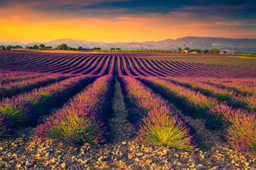Admirable purple lavender plantation in Provence region, Valensole, France, Europe