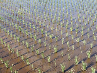 Obraz premium 田植え２週間後の水田