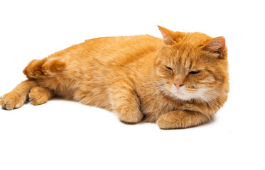 red cat isolated