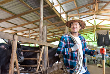 Picture of a handsome Asian man wearing a smiley shirt in cowshed Farmer raising ideas: people and raising animals A young man or a farmer raising a wagyu cow in a cow stall at the Wagyu cow farm
