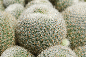 A group of pretty thorny Cactus, Rebutia lima naranja. 