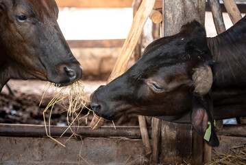 Raising wagyu cows in an industrial farming farm. Concept: raising animals or farmers raising wagyu cows with cowshed cows at an industrial farming farm.