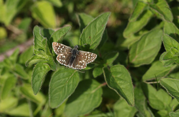 A rare Grizzled Skipper Butterfly, Pyrgus malvae, perching on a plant in a meadow in the UK.