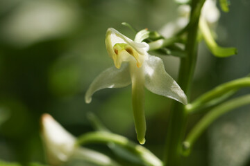 Obraz premium A rare Lesser Butterfly Orchid, Platanthera bifolia, growing in woodland in the UK.