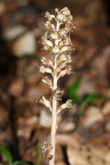 A rare Bird's-nest Orchid, Neottia nidus-avis, growing in woodland in the UK.