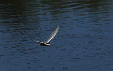 A Common Tern, Sterna hirundo, flying just above the water with a tiny fish in its beak. 