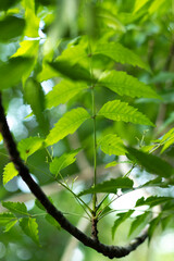Neem Leaf With Blur Background, Neem leaves, Azadirachta