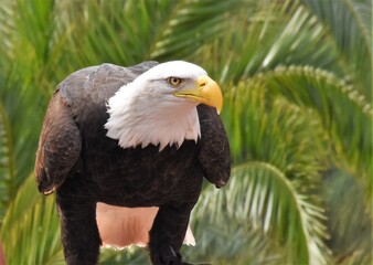 bald eagle looking forward closeup