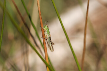 A cute grasshopper perching on a plant stem in a meadow in springtime.