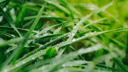 A drop of rain on the grass. Water drops close-up.