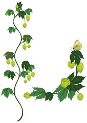 Set of vector floral borders with hops, vertical border and illustration for corner design with butterfly.