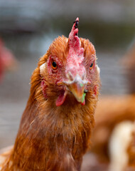 close up of a chicken