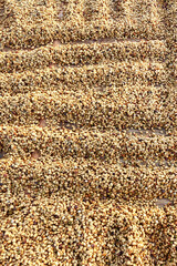 Close up of coffee beans for background                                                  