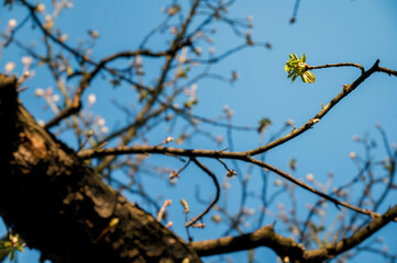 Young shoots of chestnut leaf with blue sky in the background.