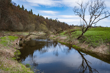 Dry tree on the Bank of the spring river