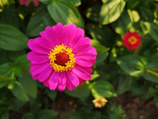 Obraz premium Narrowleaf Zinnia pink and yellow flowers
