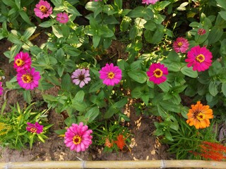 Fototapeta na wymiar Narrowleaf Zinnia pink flowers in a garden