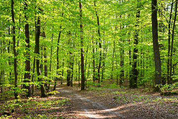 Footpath in the forest at spring