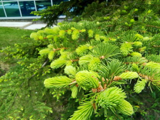 spruce