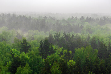 View of the forest in the fog from a height. The horizon goes into a fog. Mixed forest. Deciduous...