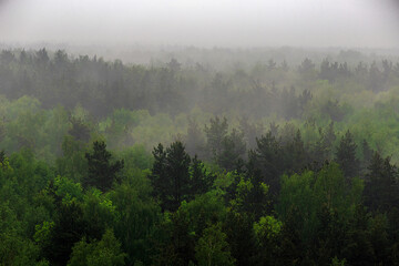 A wooded mountain slope in a low-lying cloud with evergreen coniferous trees shrouded in fog in a picturesque landscape view.