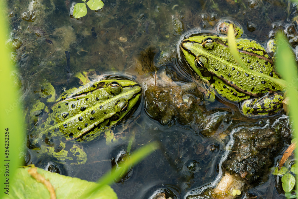 Wall mural Two green frogs sitting in shallow water seen directly from above