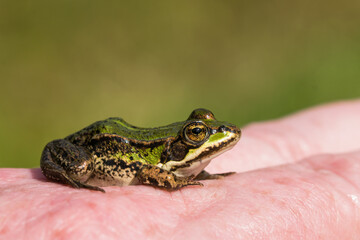 Small green frog sitting on caucasian back og hand