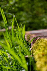 grass by a tree bench