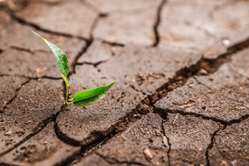 Green plant growing in dry soil, closeup