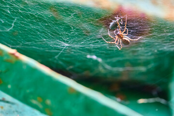 Spider sits on a web macro blur background
