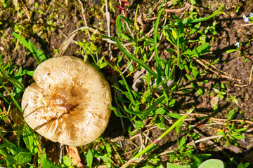 Macro of beautiful small red yellowhedgehog mushroom in autumn forest grass moss. View from top above. Fungus boletus in wood. Sunny day in country rural are.