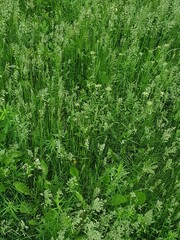 green grass background