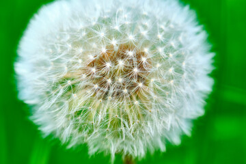 white fluffy dandelion close-up, macro color blur background